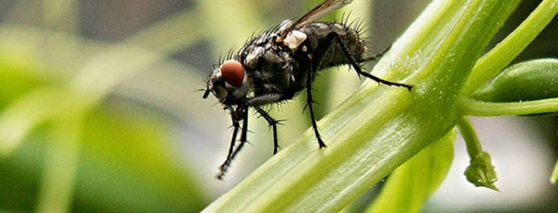 Какая польза от мух и комаров